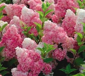 Hydrangea - Hortensia